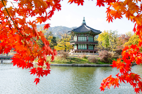Hàn Quốc: Seoul – Gyeongido - Gapyeong – Anyang – Gwangmyeong – Seoul | Tham quan Vườn Morning Calm 